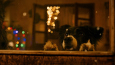 Мое собачье дело