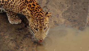 Дикая природа Шри-Ланки. Царство леопардов