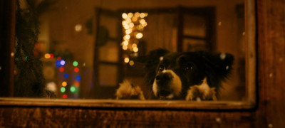 Мое собачье дело