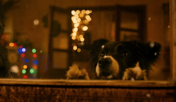 Моё собачье дело