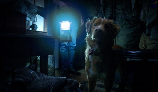 Глазами пса
